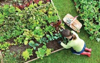 vegetable garden ideas small
